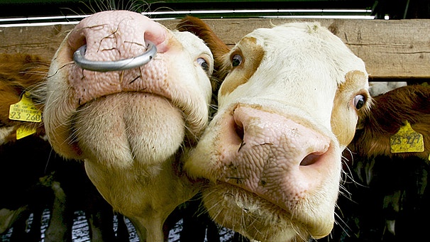 Zwei Kühe schauen auf einem Milchbauernhof bei Traunstein (Oberbayern) neugierig in die Kamera.  | Bild: pa/dpa/Matthias Schrader