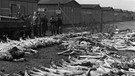 US-Journalisten am 4. Mai 1945 im KZ Dachau: Rund 200 Leichen ermorderter Häftlinge liegen aufgereiht am Boden | Bild: SZ Photo