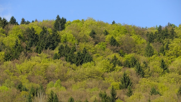 Mischwald - Buchen mit Nadelbäumen - im Frühjahr (Symbolbild) | Bild: picture-alliance/dpa/C. Wermter