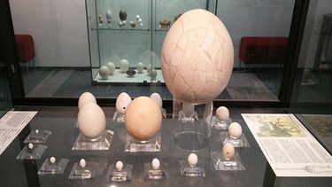 Das kleinste und das größte Ei der Ausstellung im Stadtmuseum Schwabach | Bild: BR-Studio Franken / Benjamin Baumann