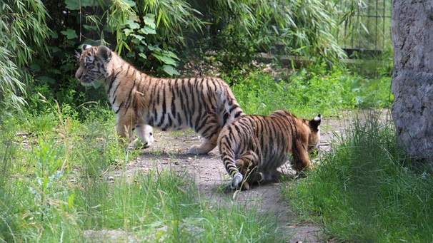 Die Tigerbabys im Straubinger Tiergarten | Bild: BR/Katharina Häringer