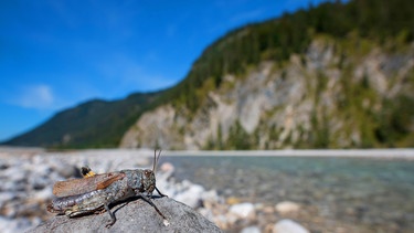 Die Gefleckte Schnarrschrecke (Bryodema tuberculata, Bryodemella tuberculata), sitzt auf einem Stein. | Bild: picture alliance / blickwinkel/McPHOTO/A. Volz | McPHOTO/A. Volz
