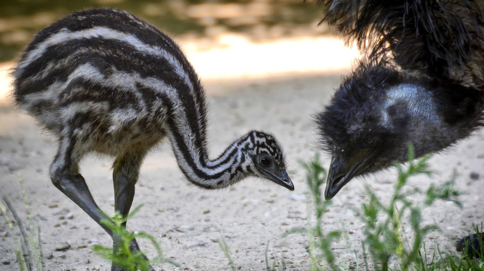 Der Emu-Nachwuchs hat noch ein gestreiftes Federkleid | Bild: BR/Susanne Bihler