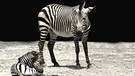 Das Zebrajunge lässt es gemütlich angehen …  | Bild: BR/Susanne Bihler
