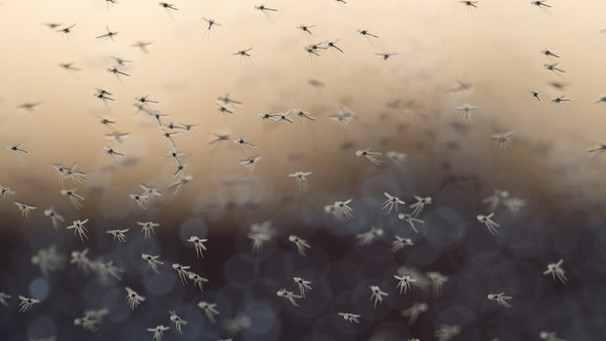 Mückenschwarm | Bild: pa/dpa/Jochen Lübke
