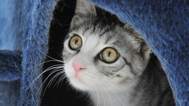 Eine Hauskatze blickt aus einem Katzenhaus | Bild: picture-alliance/dpa