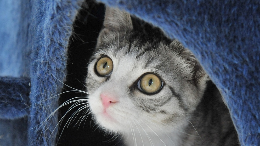 Eine Hauskatze blickt aus einem Katzenhaus | Bild: picture-alliance/dpa