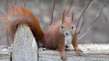 Rotes europäisches Eichhörnchen | Bild: picture-alliance