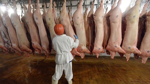 In einem Schlachthof sind bereits getötete Schweine in einer Reihe aufgehängt. | Bild: picture-alliance/dpa