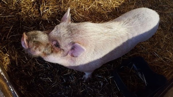 Schwein mit Ohrmarke | Bild: BR/Andrea Trübenbacher