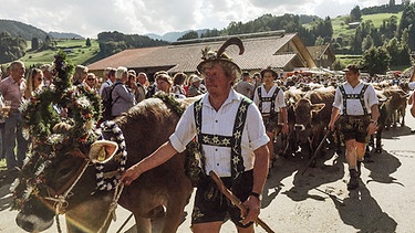 Viehscheid in Oberstaufen | Bild: BR