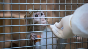 Affe mit Implantat wird gefüttert | Bild: picture-alliance/dpa