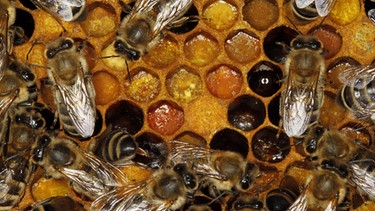 Bienen auf einer mit Pollen gefüllten Wabe im Bienenstock. Der eiweißhaltige Pollen dient der Zubereitung von Futter für die Brut und die erwachsenen Bienen.  | Bild: picture-alliance/dpa