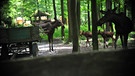 Elchnachwuchs im Wildpark Schweinfurt | Bild: BR-Mainfranken
