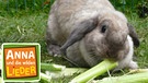 Kaninchen oder Hase? | Bild: BR/TEXT + BILD Medienproduktion GmbH & Co. KG