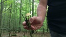 Pilze im Gramschatzer Wald | Bild: BR / Valentin Beige