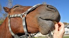 Pferd genießt Streicheleinheiten | Bild: colourbox.com