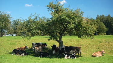 Weide mit kühen und Baum | Bild: colourbox.com