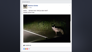 "Wolf" steht im Scheinwerferlicht eines Autos | Bild: Facebook/ID-Gruppe/Martina Goletz