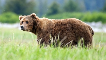 Braunbär in Alaska | Bild: Erin Ranney