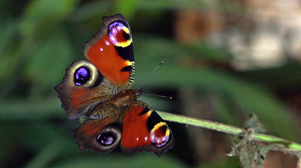 T wie Tagpfauenauge | Mit den großen Augen versucht der Schmetterling, Fressfeinde zu erschrecken.
| Bild: BR | Text und Bild Medienproduktion GmbH & Co. KG