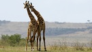 Giraffen | Bild: BR/Telepool