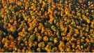 Luftaufnahme: der Bayerische Wald im Herbst. | Bild: BR/Story House Productions GmbH