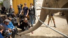 Kameraleute mit Elefanten. | Bild: BR/Bernd Schuller