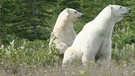 Eisbären im kanadischen Küstenwald. | Bild: BR
