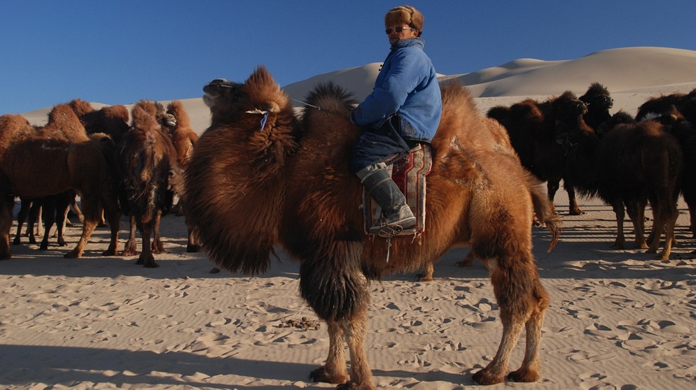 Fünf Kamerateams unterwegs rund um den Globus. Kamele in Zentralasien. | Bild: BR