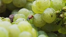 Weinwunder Deutschland | Bild: BR/Sorin Dragoi