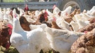 Die Hühner vom Billesberger Hof sind Zweinutzungshühner. Sie werden sowohl zum Eierlegen, als auch zum Schlachten gehalten. | Bild: BR/Text und Bild Medienproduktion GmbH & Co. KG