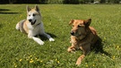 Bernie (rechts) und Markus Richters Hund Jackson (links). | Bild: BR/Maximus Film GmbH/Ruben Paluchiewicz