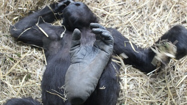 Schimpanse auf dem Rücken liegend im Stroh. | Bild: Romuald Karmakar/Romuald Karmakar