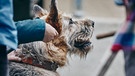 Filmhund Chewakka bei den Dreharbeiten | Bild: Filmbüro Münchner Freiheit GmbH / Philipp Thurmaier