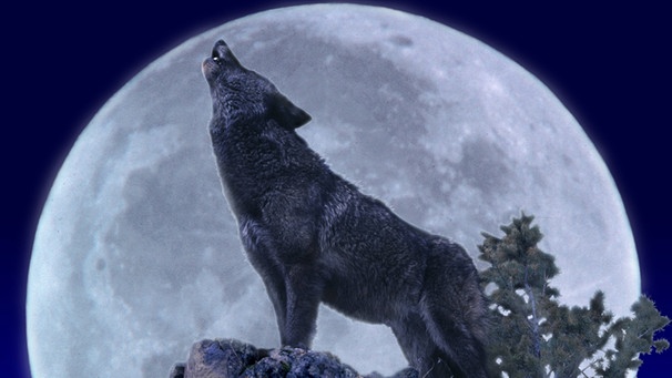 Wolf heult den Mond an | Bild: picture-alliance/dpa/Gerard Lacz