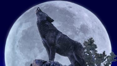 Wolf heult den Mond an | Bild: picture-alliance/dpa/Gerard Lacz