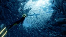 Fischschwarm | Bild: 505 Games / Giant Squid