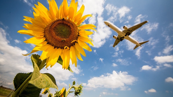 Bild mit Sonnenblume und Flugzeug | Bild: dpa-Bildfunk / Christoph Schmidt