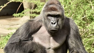 Gorilla Harambe | Bild: picture-alliance/dpa