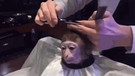 Makake werden die Haare geschnitten | Bild: YouTube