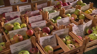 Alte Apfelsorten in Niederbayern | Bild: BR