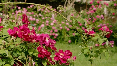 Alte Rosen sammeln in Trostberg | Bild: BR