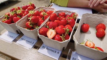 Aroma-Erdbeeren im Test mit Birgit Rascher und Tino Hedrich (Bayerische Landesanstalt in Bamberg) | Bild: BR