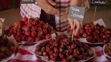 Erdbeere 'Mieze Schindler' | Bild: BR