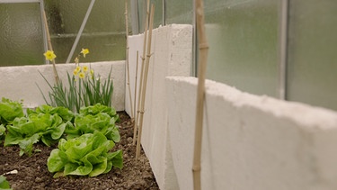 Dämmplatten schützen die Pflanzen im Gewächshaus in kalten Nächten. | Bild: BR