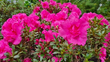 Querbeet-Garten Blüten im Gewächshaus | Bild: BR