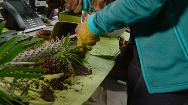 Zimmerpflanzen umtopfen und vermehren im Querbeet-Büro mit Sabrina Nitsche | Bild: BR / Jürgen Katzur