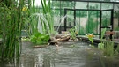 Hochbeet als Teich im Querbeet-Garten mit Sabrina Nitsche | Bild: Marcus Marschall