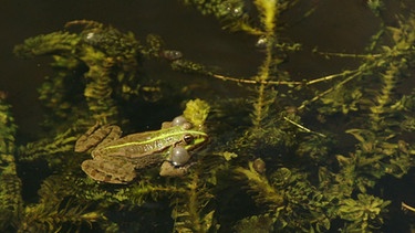 Hortus statera - Ein Sumpfbeet anlegen mit David Seifert | Bild: BR
